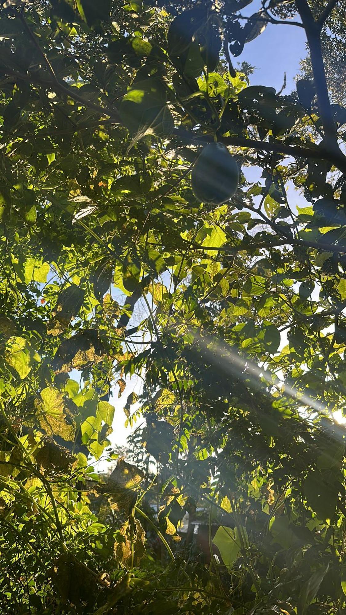Cabanas Roca Verde Monteverde Eksteriør bilde